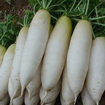 200 Radish Seeds White Icicle Radish Non Gmo Garden Vegetable Seeds  Fro... - £6.60 GBP