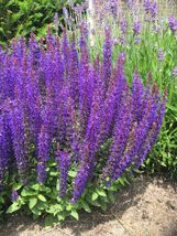 50 seeds, Meadow Blue Sage - $5.00