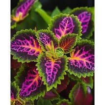 25+ Rekwiat Rainbow Coleus Seeds – Colorful Shade Garden Favorite - $16.50
