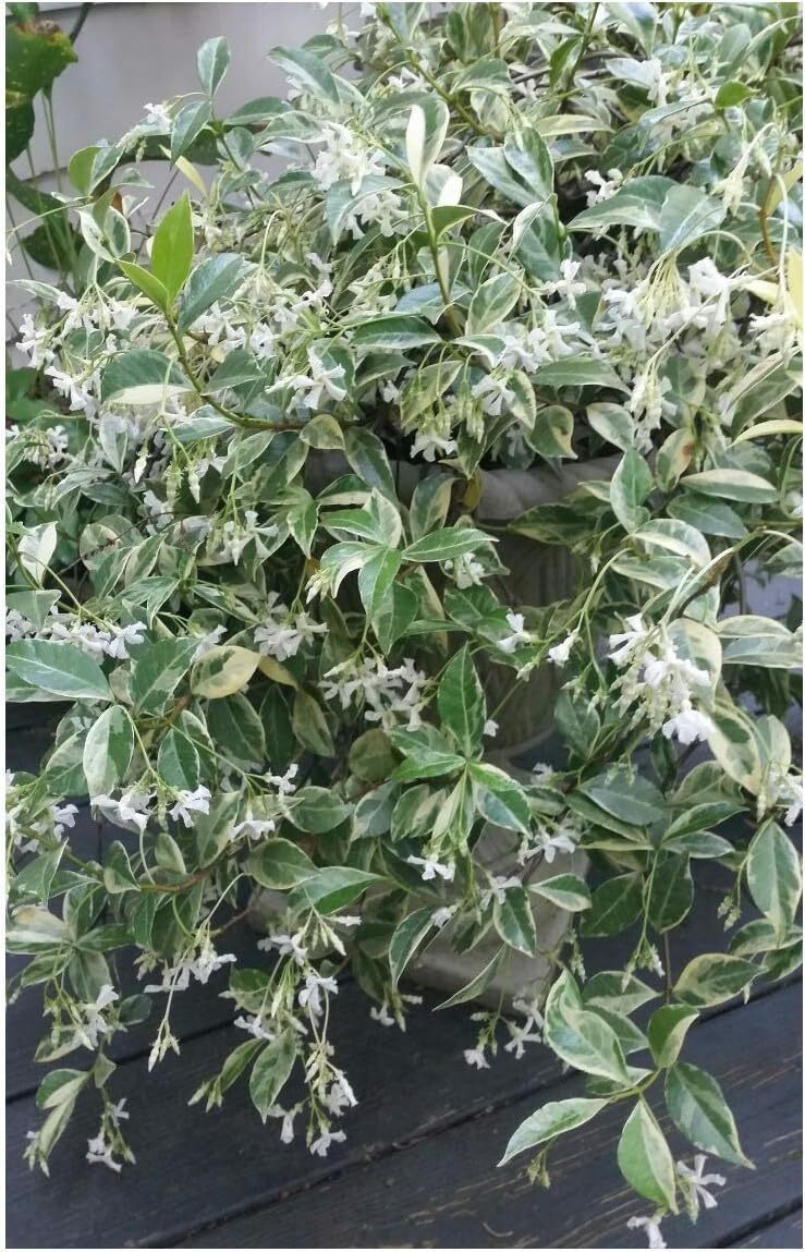 Trachelospermum Jasminoides Variegata Variegated Confederate Jasmine 1 P... - $37.96