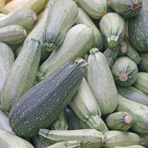 15 Seeds Summer Zucchini Squash Seeds Heirloom &amp; Non-GMO Fresh Vegetable Seeds - £9.49 GBP