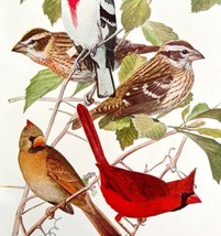 Cardinal And Grosbeak Finch 1936 Bird Art Lithograph Color Plate Print D... - £23.46 GBP