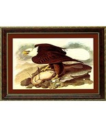 Bald Eagle Audubon Vintage Style framed  Print Finest Quality - £43.74 GBP+