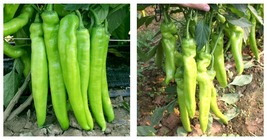 10 Bags (200 Seeds / Bag) Crispy Spicy &#39;Lamb Horn&#39; Peppers Seeds  - $34.99