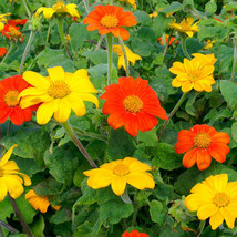 25 Seeds Sunflower Mexican Torch Mix Orange &amp;Yellow Pollinators Bees Non... - $8.00