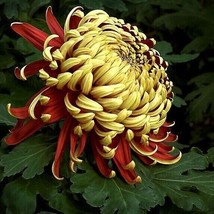 Red Yellow Fireworks Chrysanthemum Mums Bright Flower Garden 200 Seeds - £4.12 GBP