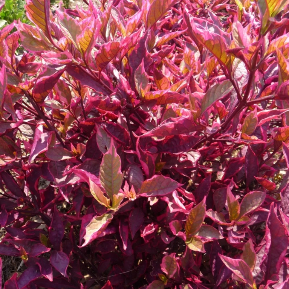 Alternanthera Red Plant Plug (Alternanthera dentata &#39;Red&#39;) – Vibrant Cri... - $19.15