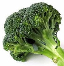 Broccoli Calabrese Seeds (75) Heirloom Seeds Non GMO Jacobs Ladder Ent. - £3.94 GBP