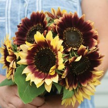 25 Sunflower Florenza Seeds Garden Fresh USA Shipping - $11.08