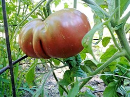 Black From Tula - bold black tomato - $5.00