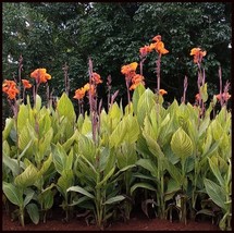 Canna Lily Pretoria Orange Variegated Bengal Tiger 2 Live Flower Plant Bulbs - £13.78 GBP