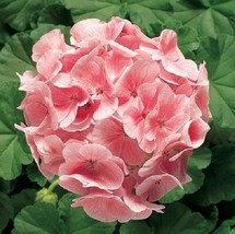 US Seller Geranium Zonal Ringo 2000 Light Salmon 15 Geranium Seeds Fast Shipping - $23.50