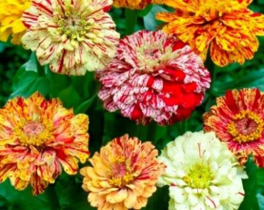 Mixed Zinnia Seeds, Candystripe, Heirloom Zinnia Seed, Non-Gmo Flower Se... - $6.65