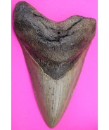 Authentic Megadolon Shark Tooth 5.27 Inches 231 Grams Fossil Dino Girl C... - $218.05 CAD