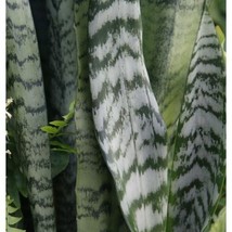 Live Naturally Grown Snake Plant Mother In Law Tongue Houseplant 6 Inch - £23.47 GBP