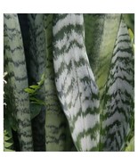 Live Naturally Grown Snake Plant Mother In Law Tongue Houseplant 6 Inch - £23.73 GBP