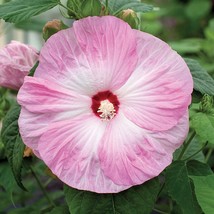 100 Light Pink Hibiscus Seeds Hibiscus Rosa-sinensis Garden Flowers Seed - $4.11