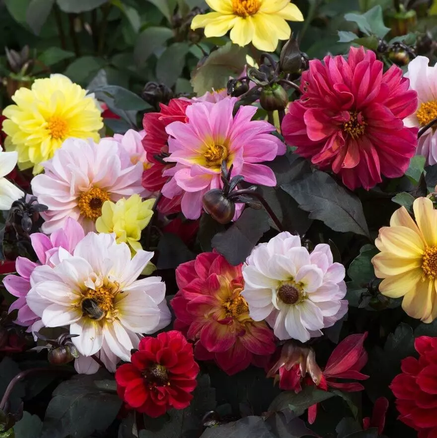 Dahlia Diablo mix 25 seed - $4.49