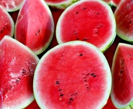 50+ Seeds Sugar Baby Watermelon Super Sweet Fruit Heirloom Non-Gmo Melon  - £7.41 GBP