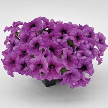 Petunia Seeds Petunia Success 360 Purple Vein 250 Pelleted Seeds Fast Shipping - $25.25