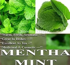 Apple Mint Herbs Balm Plants Peppermint Spearmint Seeds Garden Beautiful USA SEL - $10.87