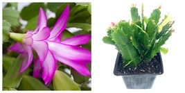 4&quot; Purple Christmas Cactus Live Plant-Zygo Cactus Schlumbergera - £50.10 GBP