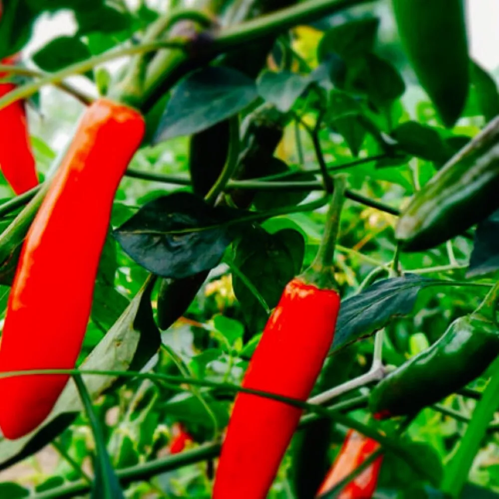 Serrano Hot Pepper 100 Seeds for colorfull garden NON GMO - £5.13 GBP