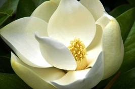 SHIPPED FROM US 20 Magnolia Grandiflora Southern Magnolias Bull Bay Seed... - $39.80