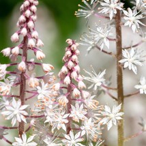 Fresh New 20 Filigran Foamflower White Pink Tiarella Polyphylla Laceflow... - £11.13 GBP