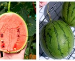 150 Seeds Super Sweet Hand-Shredded Watermelon Fresh Garden - £43.90 GBP