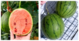 150 Seeds Super Sweet Hand-Shredded Watermelon Fresh Garden - £43.90 GBP