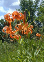 SD Lilium Michiganense Turk&#39;S Cap Lily Michigan Lily 10 Seeds Fast Grow - $19.77