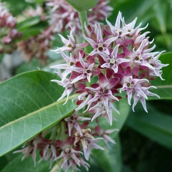 Fresh New Milkweed Mix Perennials Monarch Butterfly Plant 100 Seeds - £10.22 GBP