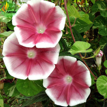 Imported Japan Wine Red Garden Morning Glory Seeds, 10 Seeds, very beautiful ann - £6.26 GBP