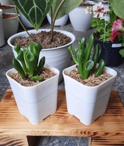 Crassula ovata &#39;Shrek&#39;s Ears Succulent Plant Rare Garden Plant Easy Grow EBLY - £38.40 GBP
