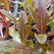 500 Cimmaron, Cos Variety Romaine Lettuce, NON-GMO, Burgundy Red Vegetable Seeds - £14.19 GBP