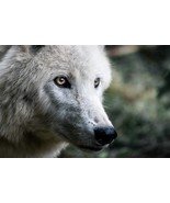 WHITE WOLF MOTIVATION SPELL! WEALTH, PROSPERITY, ACHIEVEMENT, &amp; ENERGY! - €77,26 EUR