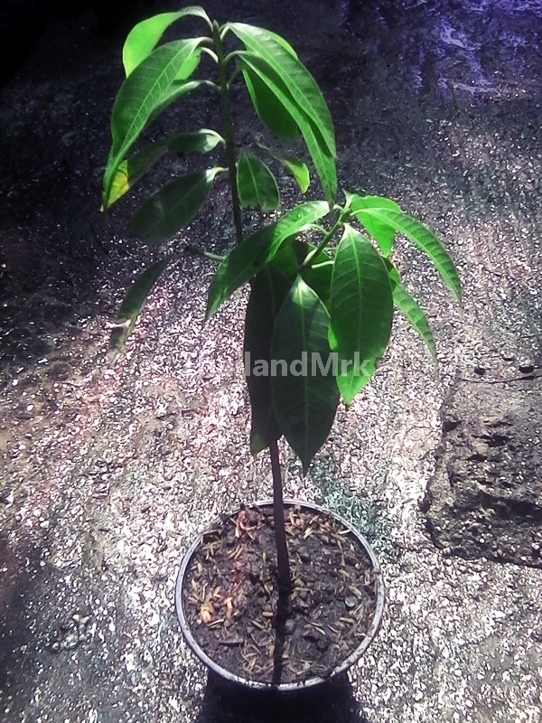 Thai Maprang Bouea macrophylla Anacardiaceae 1 Live tree 12 inch ThailandMrk - $25.00