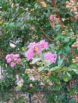 100 Lavender Crape Myrtle Seeds - $5.00