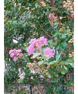 100 Lavender Crape Myrtle Seeds - $6.85 CAD