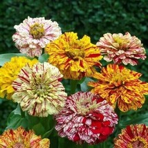 Lima Ja 30 Zinnia Candy Striped Mixed Heirloom Flowers Double Flowers Non-GMO 1 - £8.66 GBP