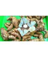 Temu Hitam - Curcuma aeruginosa (Powder), 80 Gram - $319.61 MXN