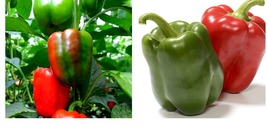 California Wonder Bell Sweet pepper Seeds 200+Seeds  - £22.32 GBP