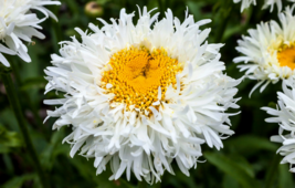 30 Pc Seeds White with Yellow Daisy Flower, Daisy Seeds for Planting | RK - £13.42 GBP