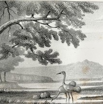 Bosque Del Apache Emu 1847 Executive Documents Hand Lithograph Victorian DWAA1A - £39.22 GBP