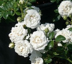 1 live plants White Drift® Groundcover Rose - Starter Plants ( SM ) - £20.19 GBP