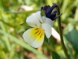 OKB 50+ Viola Arvensis Seeds - European Field Pansy - Beautiful Multicol... - $12.51
