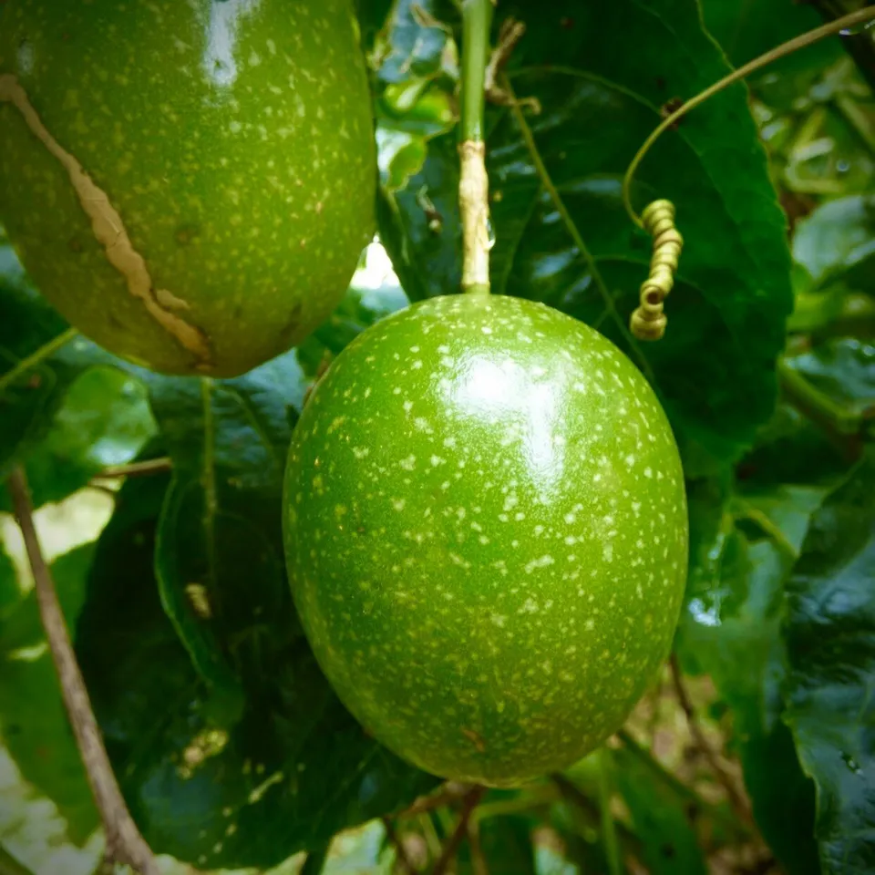 Fruit Tree: Passion Fruit Maracuya Live Plant  - £36.62 GBP