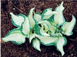 120 Hosta Seeds Perfect Color S Plantain Lily Flower Ground Cover Plant ... - £4.64 GBP