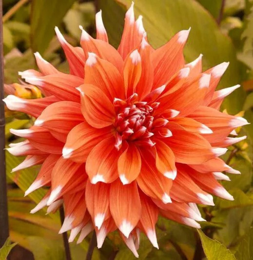 Dahlia Color Spectacle 1 OR 2 CLUMPS FREE SHIPPING !!!!!!! - $11.87+